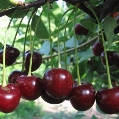 Вишня Владимирская Вишня Владимирская - Dolina-Sad.Ru