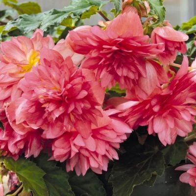 Бегония Беллекония Розе Бегония Беллекония Розе - Dolina-Sad.Ru