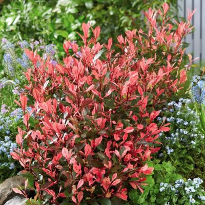 Фотиния фразера Фенна Фотиния фразера Фенна - Dolina-Sad.Ru