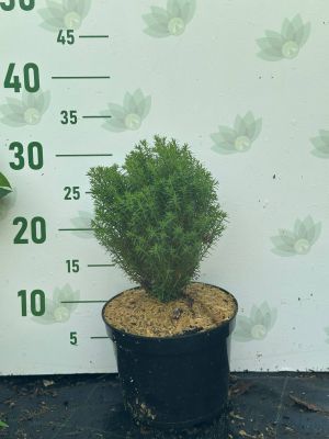 Туя западная Тедди, С2 Туя западная Тедди, С2 - Dolina-Sad.Ru