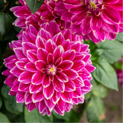 Георгина Малдини - Dolina-Sad.Ru