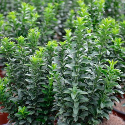 Бересклет японский Бенкомасаки Бересклет японский Бенкомасаки - Dolina-Sad.Ru