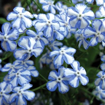 Бруннера крупнолистная Старри Айс Бруннера крупнолистная Старри Айс - Dolina-Sad.Ru