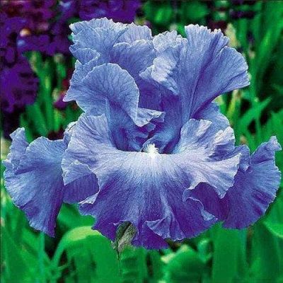 Ирис Сиа Дабл Ирис Сиа Дабл фото