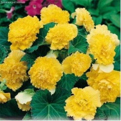 Бегония Фимбриата Еллоу Бегония Фимбриата Еллоу фото