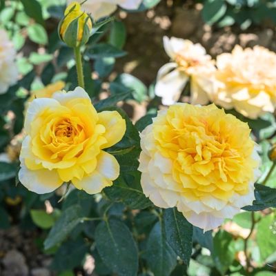 Роза Голд Топаз - Dolina-Sad.Ru