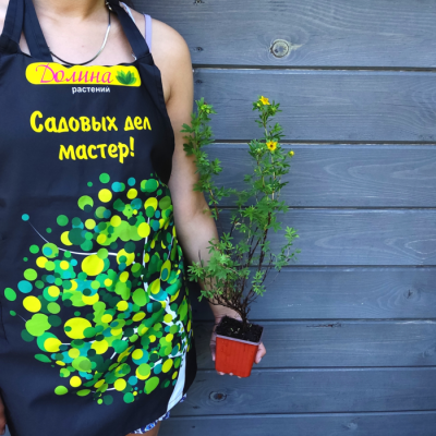 Лапчатка кустарниковая ГолдФингер Лапчатка кустарниковая ГолдФингер фото