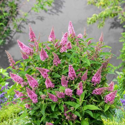 Буддлея Давида Баттерфляй Канди Литл Пинк Буддлея Давида Баттерфляй Канди Литл Пинк - Dolina-Sad.Ru