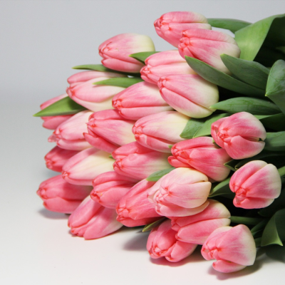 Тюльпан Супермодель - Dolina-Sad.Ru