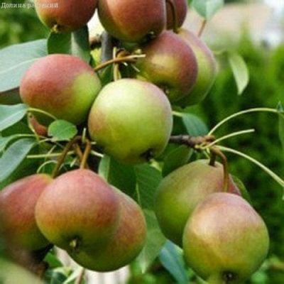 Груша Патен (Глубокская)/Осенняя фото