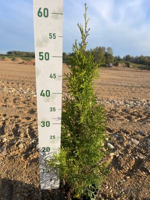 Туя Западная Смарагд, С2 (55-75 см) - Dolina-Sad.Ru