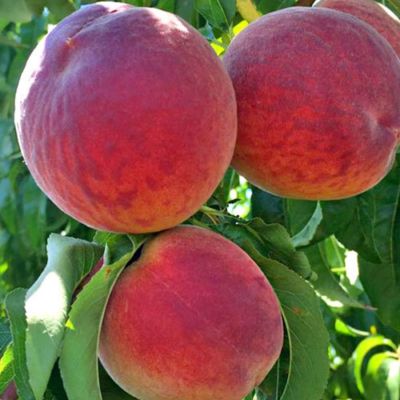Персик Кардинал - Dolina-Sad.Ru