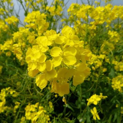 Горчица сарептская (салатная) Мей Лин (А) Горчица сарептская (салатная) Мей Лин (А) фото