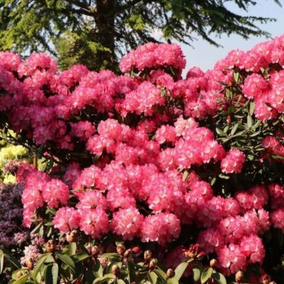 Рододендрон Фантастика Рододендрон Фантастика фото