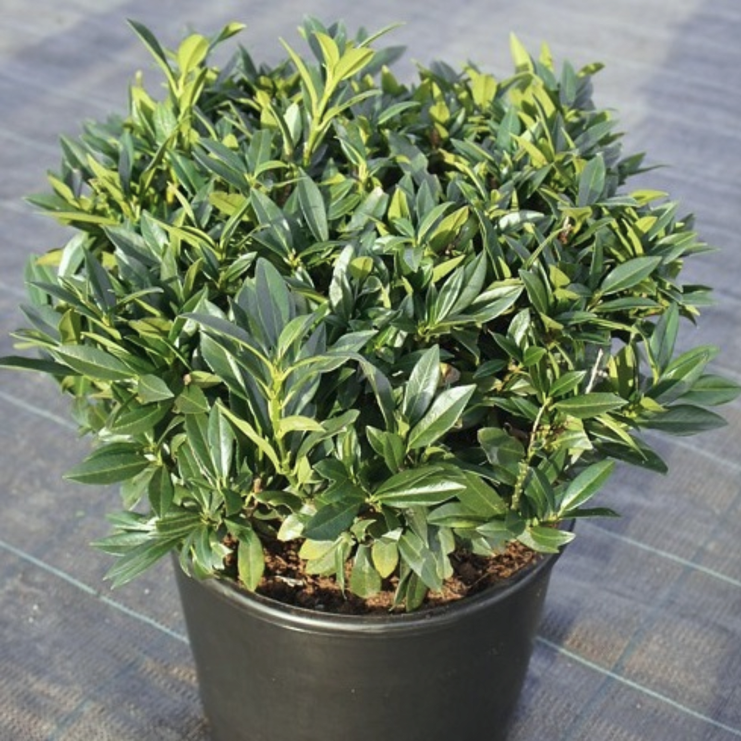 Лавровишня Гаджо Лавровишня Гаджо - Dolina-Sad.Ru