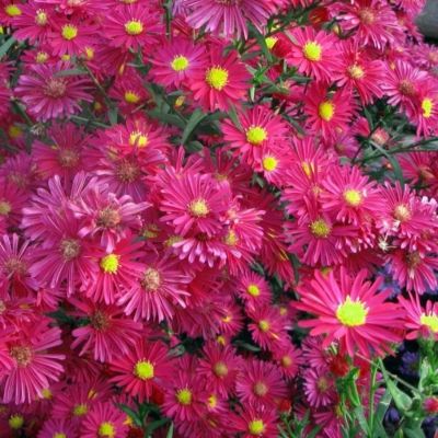 Астра новобельгийская Винсон Чирчил - Dolina-Sad.Ru