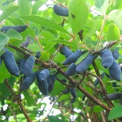 Жимолость Сильгинка Жимолость Сильгинка фото