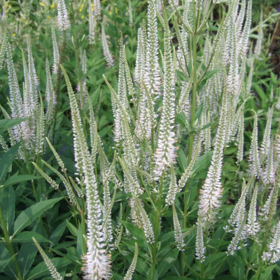 Вероника виргинский Альбум фото