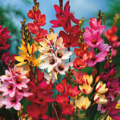 Иксия Микс фото