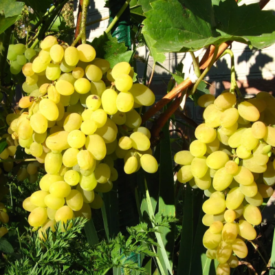 Виноград Восторг мускатный фото