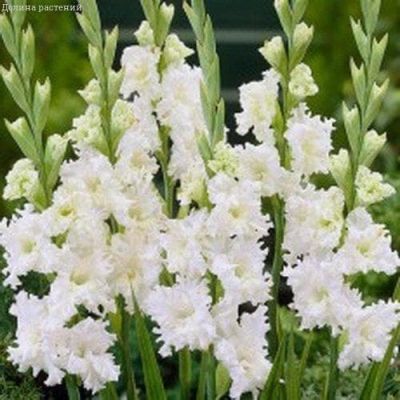 Гладиолус Сноуи Фриззл Гладиолус Сноуи Фриззл фото