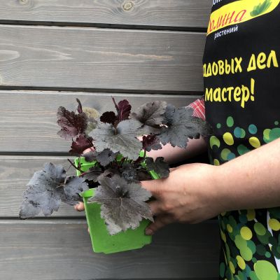 Гейхера гибридная Литл Кьюти Коко Гейхера гибридная Литл Кьюти Коко фото