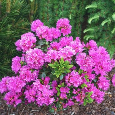 Рододендрон Гейша Пурпл Рододендрон Гейша Пурпл - Dolina-Sad.Ru