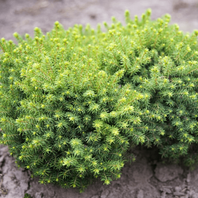 Ель Литл Джем фото