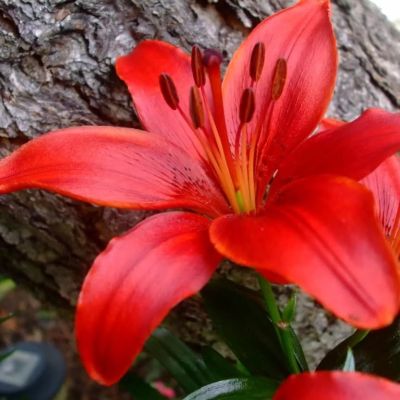 Лилия Ред кантри Лилия Ред кантри фото