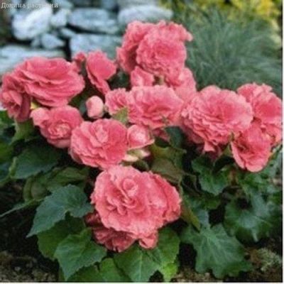 Бегония Гоу-гоу розовая F1 Бегония Гоу-гоу розовая F1 фото