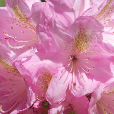 Рододендрон Сцинтиллейшн - Dolina-Sad.Ru