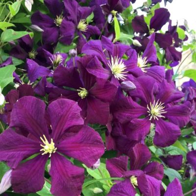 Клематис Пантер Клематис Пантер - Dolina-Sad.Ru