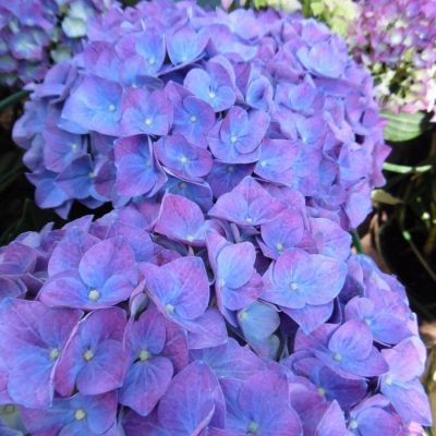 Гортензия крупнолистная Джип Блю Гортензия крупнолистная Джип Блю - Dolina-Sad.Ru