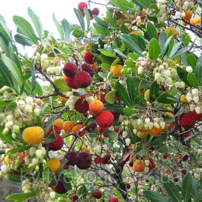 Земляничное дерево Кобра - Dolina-Sad.Ru