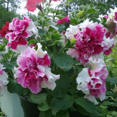 Петуния Махровые Пируэтт ред Петуния Махровые Пируэтт ред фото