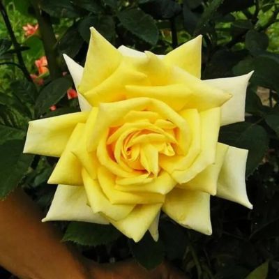 Роза СтарЛайт - Dolina-Sad.Ru