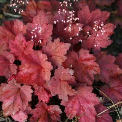 Гейхера Отумн Ливс Гейхера Отумн Ливс - Dolina-Sad.Ru