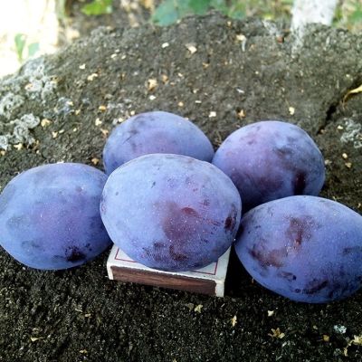 Слива Топ Гигант Слива Топ Гигант - Dolina-Sad.Ru