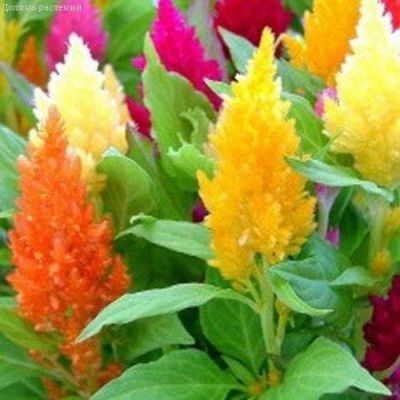 Целозия Павлин перистая, Смесь Целозия Павлин перистая, Смесь фото