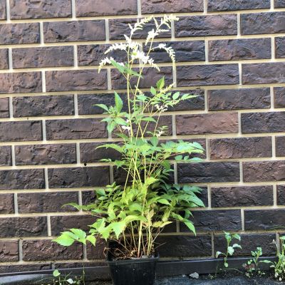 Астильба Юник Уайт Астильба Юник Уайт фото