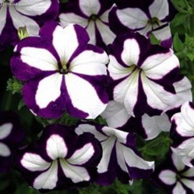 Петуния Лавина Синяя Звезда F1 ампельная, гранулир. Петуния Лавина Синяя Звезда F1 ампельная, гранулир. фото