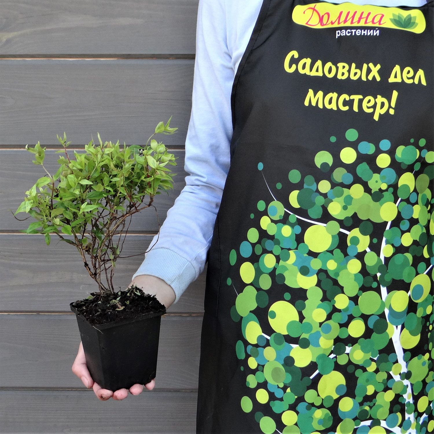 Абелия Калейдоскоп Абелия Калейдоскоп фото