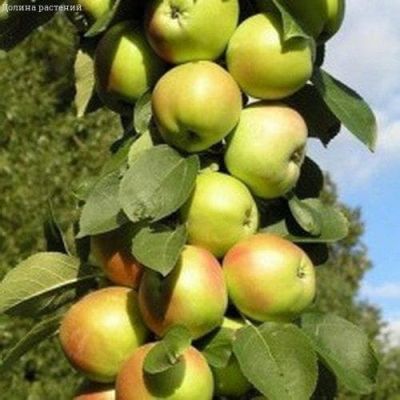Яблоня Колоновидная Президент/Осенняя Яблоня Колоновидная Президент/Осенняя фото