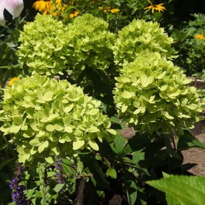 Гортензия метельчатая Би Грин, С2 - Dolina-Sad.Ru