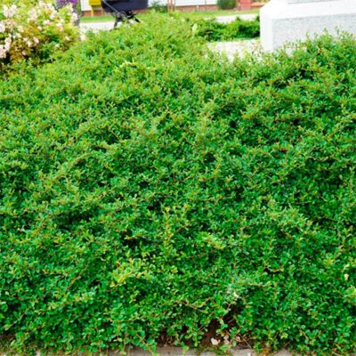 Кизильник Даммера Айххольц Кизильник Даммера Айххольц - Dolina-Sad.Ru