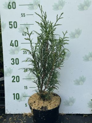 Туя складчатая Мартин, С2 Туя складчатая Мартин, С2 - Dolina-Sad.Ru