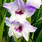 Гладиолус Киров Гладиолус Киров фото
