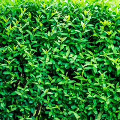 Бирючина обыкновенная Лига Бирючина обыкновенная Лига - Dolina-Sad.Ru