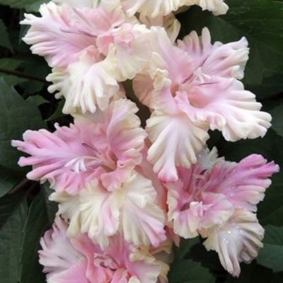 Гладиолус Жертва Гламура Гладиолус Жертва Гламура - Dolina-Sad.Ru