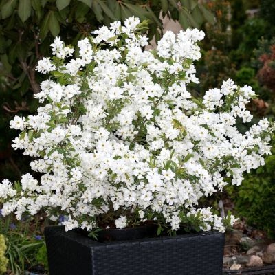 Экзохорда крупноцветковая Лотус Мун Экзохорда крупноцветковая Лотус Мун - Dolina-Sad.Ru